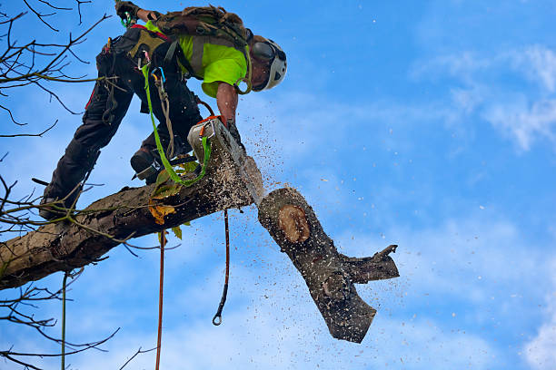 How Our Tree Care Process Works  in  Waynesboro, MS